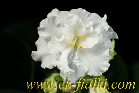 ЕК-Белая Орхидея